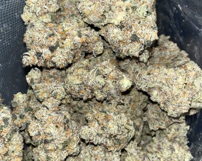 BISCOTTI GAS (EXOTIC QUAD DEAL) - Image 3